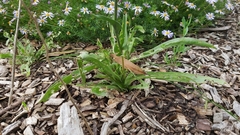 Craspedia variabilis