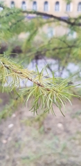 Larix sibirica