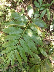 Zingiber kawagoii
