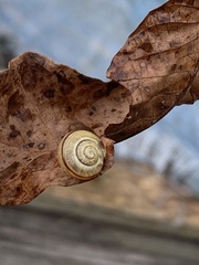 Cepaea nemoralis