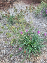 Liatris squarrosa