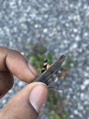 Spharagemon saxatile