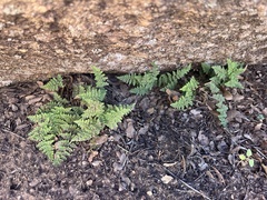 Myriopteris fendleri