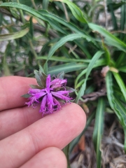 Liatris squarrosa