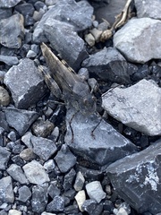 Spharagemon saxatile