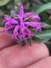 Liatris squarrosa