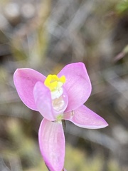 Thelymitra carnea