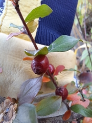 Cotoneaster divaricatus