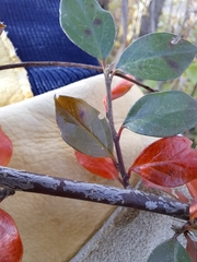 Cotoneaster divaricatus