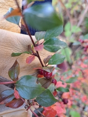 Cotoneaster divaricatus