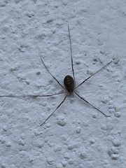 Opilio saxatilis