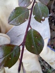 Cotoneaster divaricatus