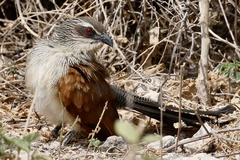 Centropus superciliosus