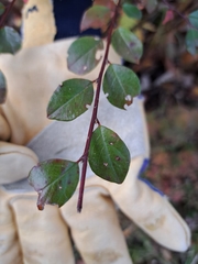 Cotoneaster divaricatus