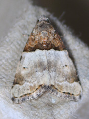 Cobubatha dividua