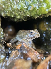 Fejervarya kawamurai