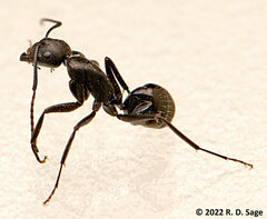 Camponotus distinguendus