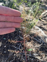 Dysphania graveolens