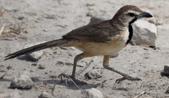 Rhodophoneus cruentus