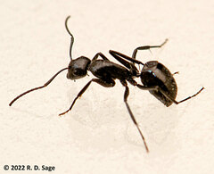 Camponotus distinguendus