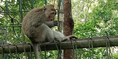 Macaca fascicularis
