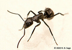 Camponotus distinguendus