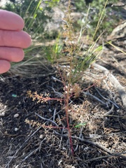 Dysphania graveolens