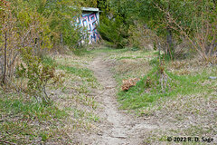 Camponotus distinguendus