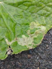 Acidia cognata