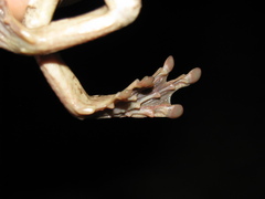 Trachycephalus vermiculatus