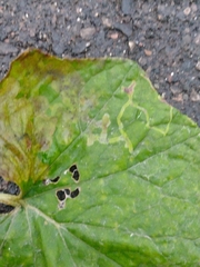Acidia cognata