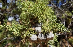 Cupressus stephensonii