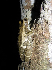 Trachycephalus vermiculatus