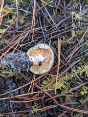 Lactarius