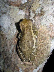 Trachycephalus vermiculatus