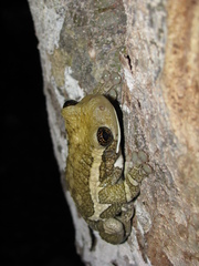 Trachycephalus vermiculatus