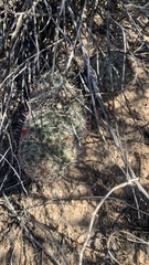 Mammillaria grahamii