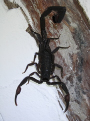 Centruroides