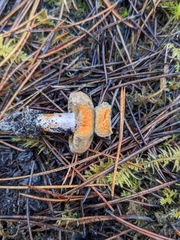 Lactarius