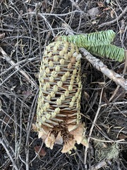Abies magnifica shastensis