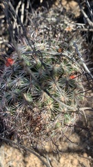 Mammillaria grahamii