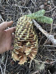 Abies magnifica shastensis