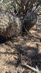 Mammillaria grahamii