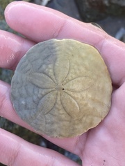 Echinarachnius parma