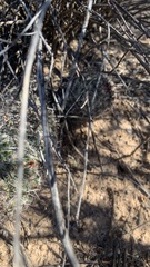 Mammillaria grahamii