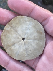 Echinarachnius parma