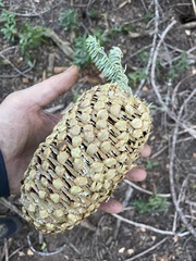 Abies magnifica shastensis