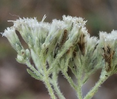 Eupatorium pubescens