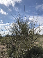 Ephedra aspera