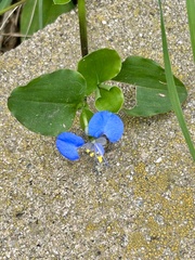 Commelina benghalensis